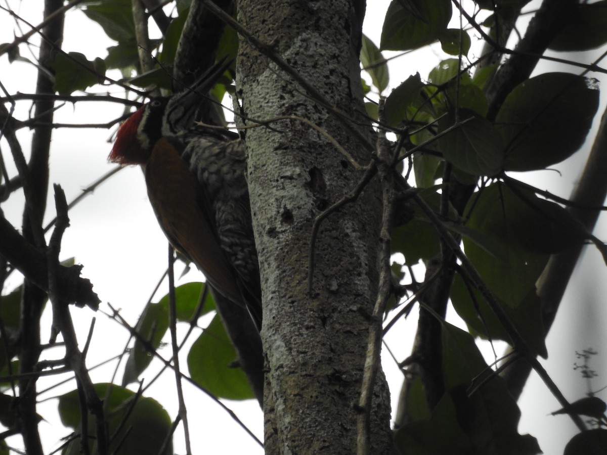 Greater Flameback - ML622445840