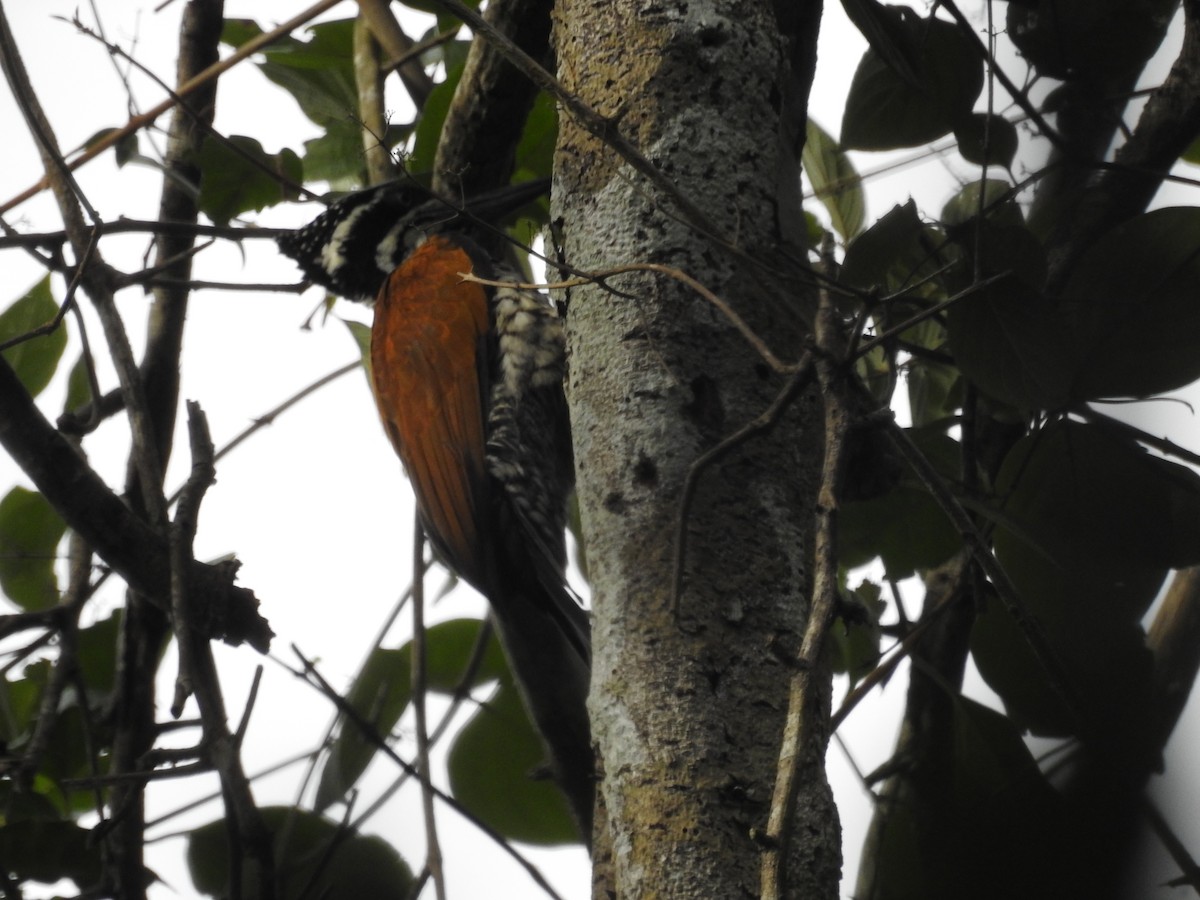 Greater Flameback - ML622445842