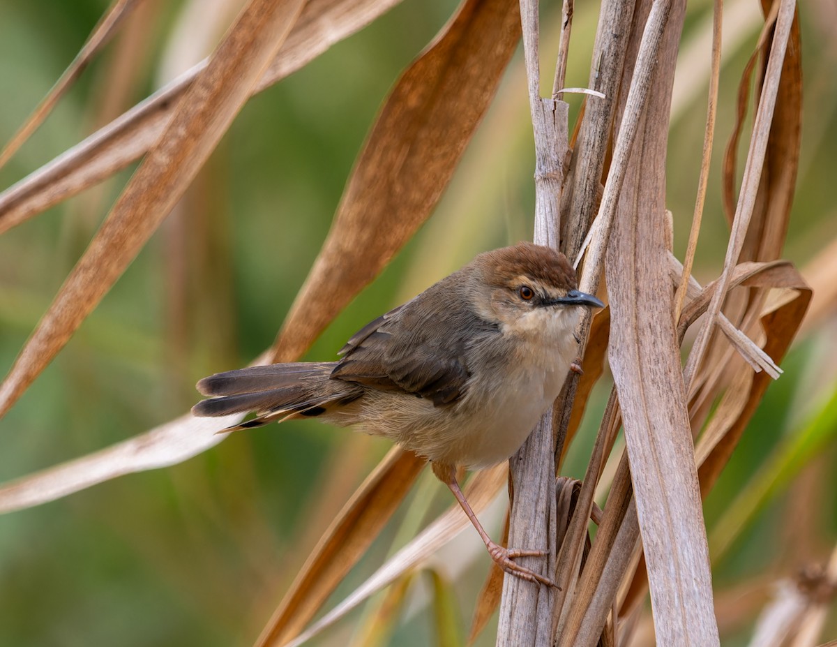Kilombero Cisticola - ML622445845