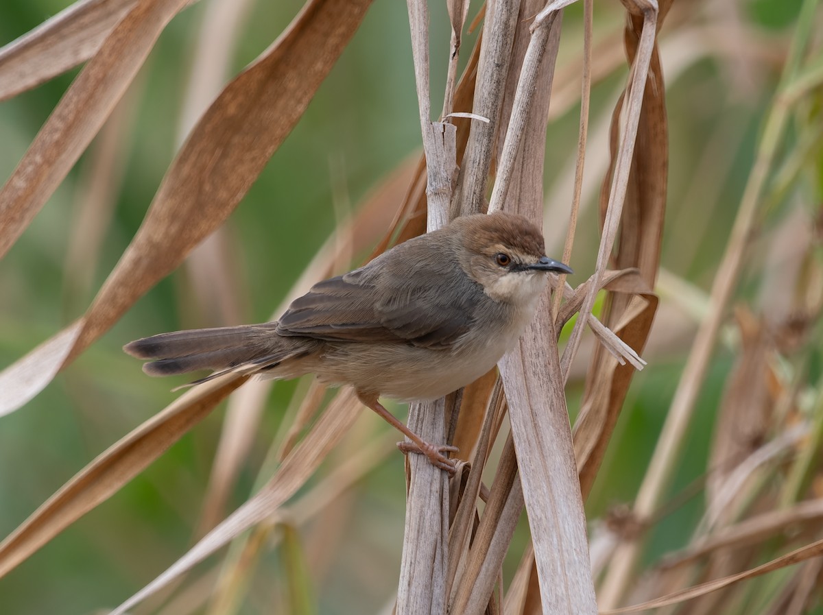 Kilombero Cisticola - ML622445846