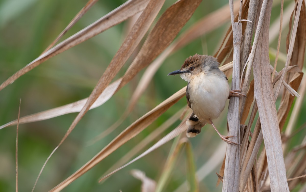 Kilombero Cisticola - ML622445847