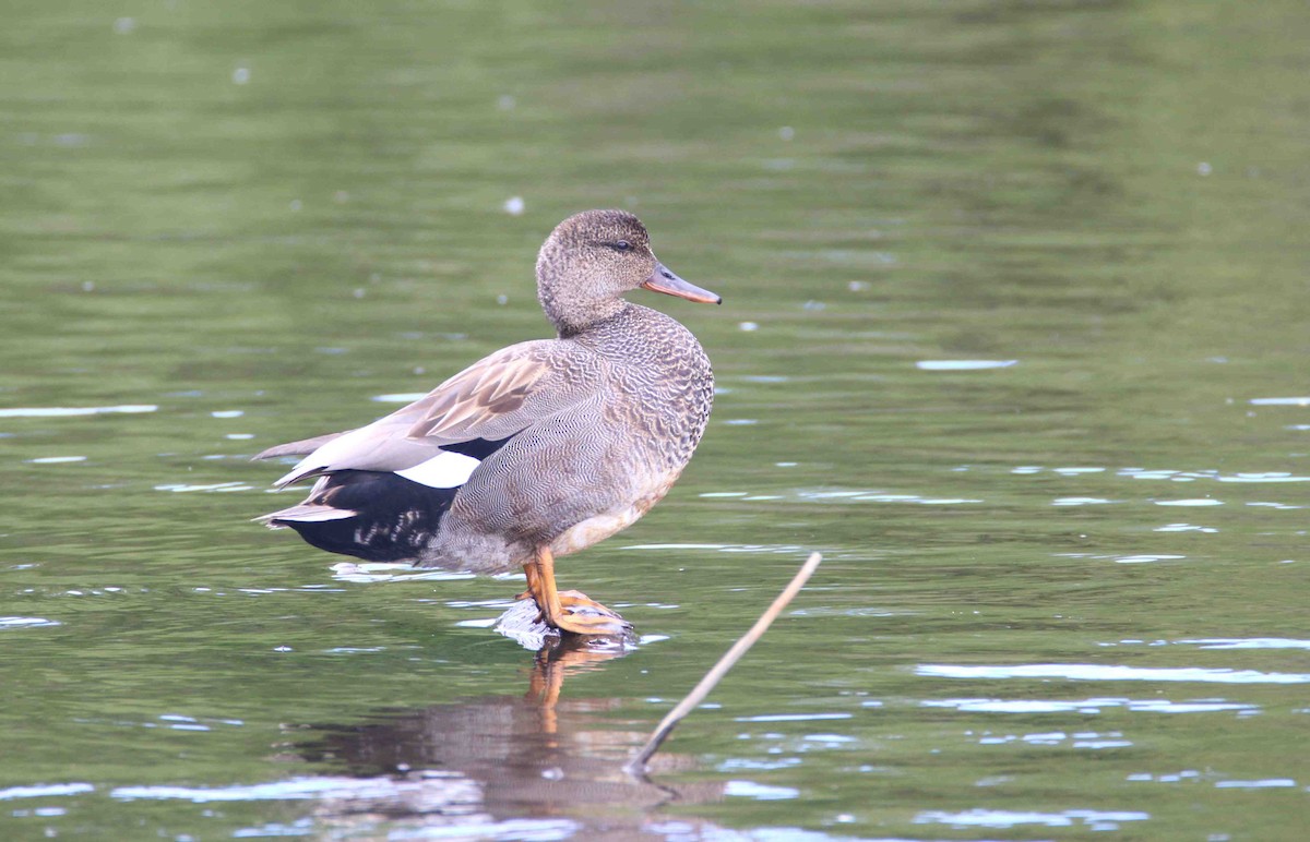 Gadwall - ML62244591