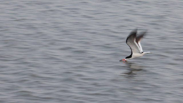 Black Skimmer - ML622445931