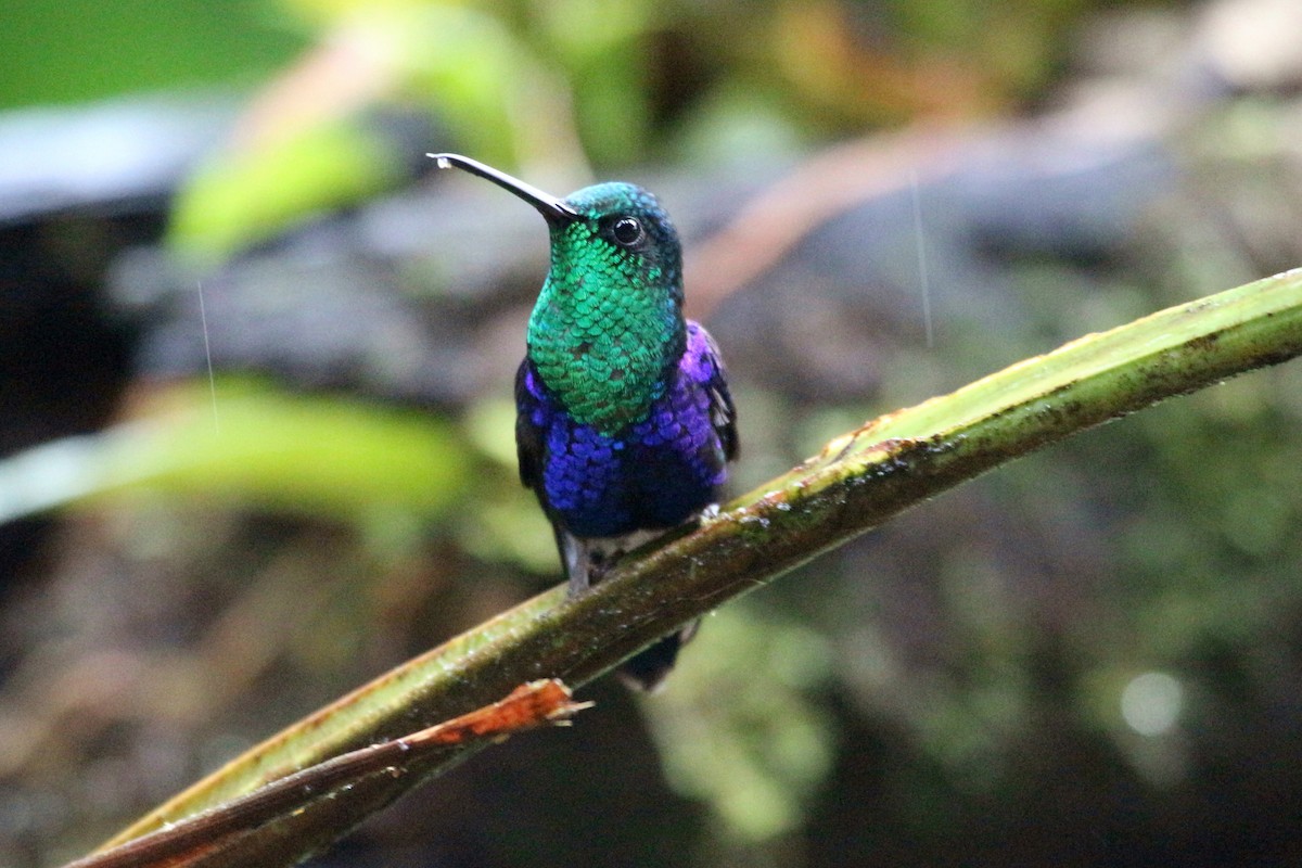 Crowned Woodnymph (Green-crowned/Emerald-bellied) - ML62244601