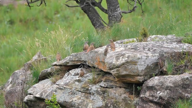 Ground Woodpecker - ML622446078