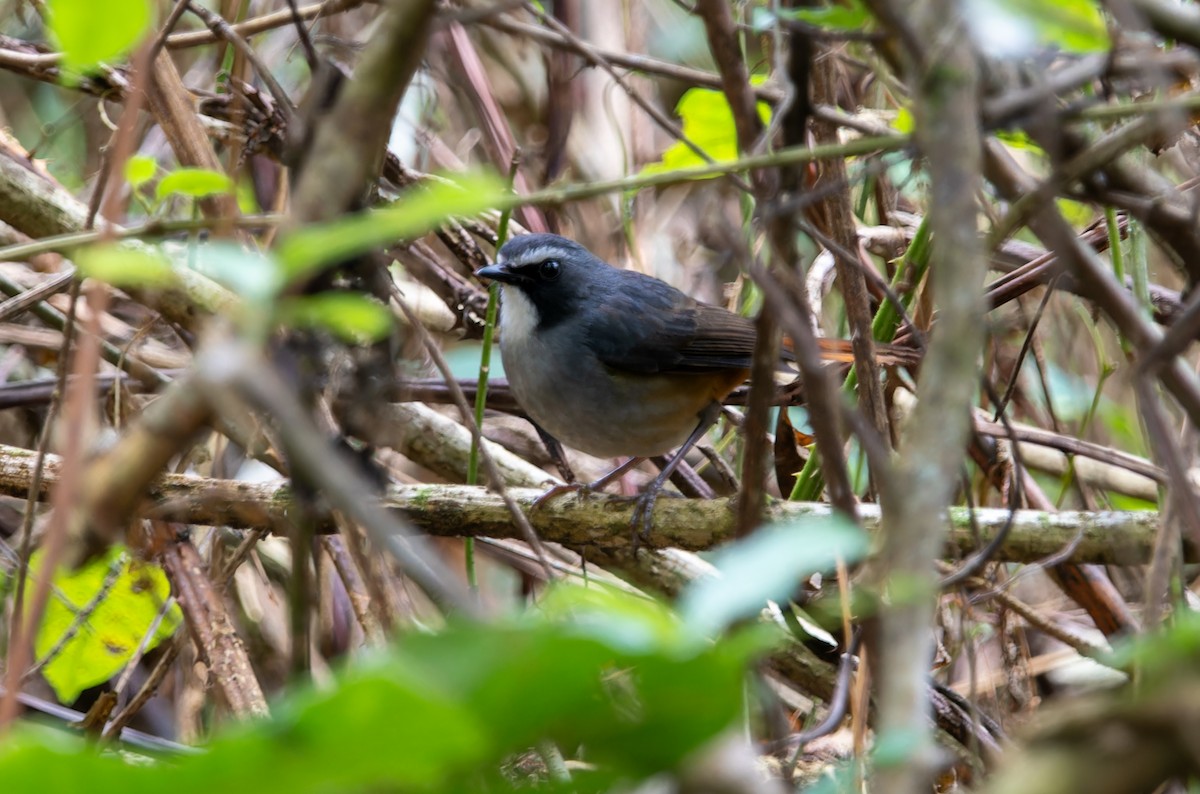 Olive-flanked Robin-Chat - ML622446082