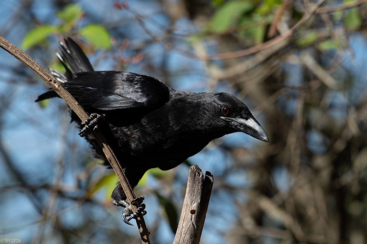 Cuban Crow - ML622446115