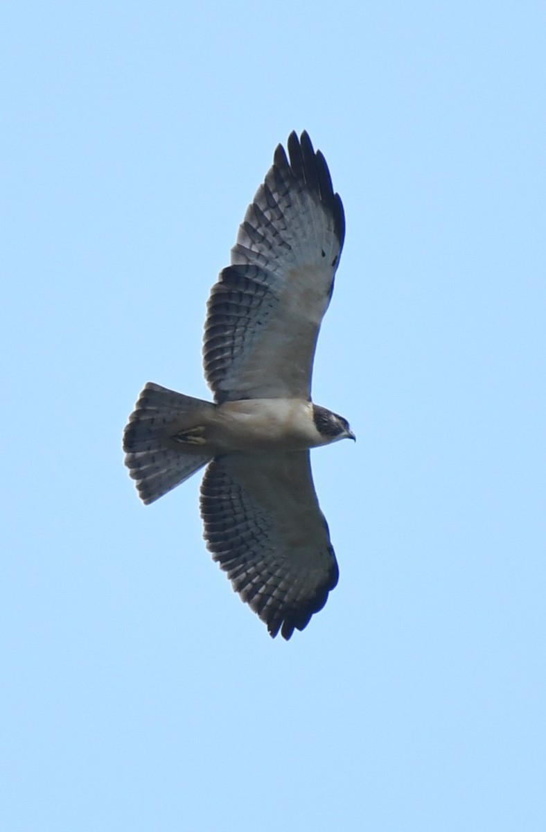 Short-tailed Hawk - ML622446147