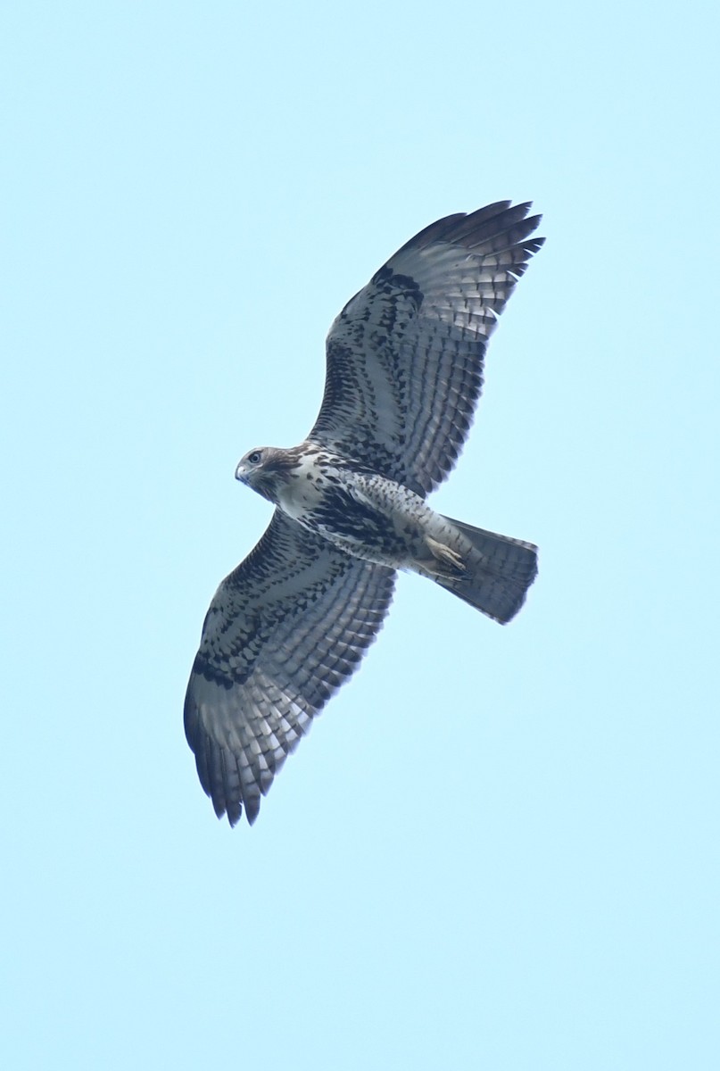 Red-tailed Hawk - ML622446162