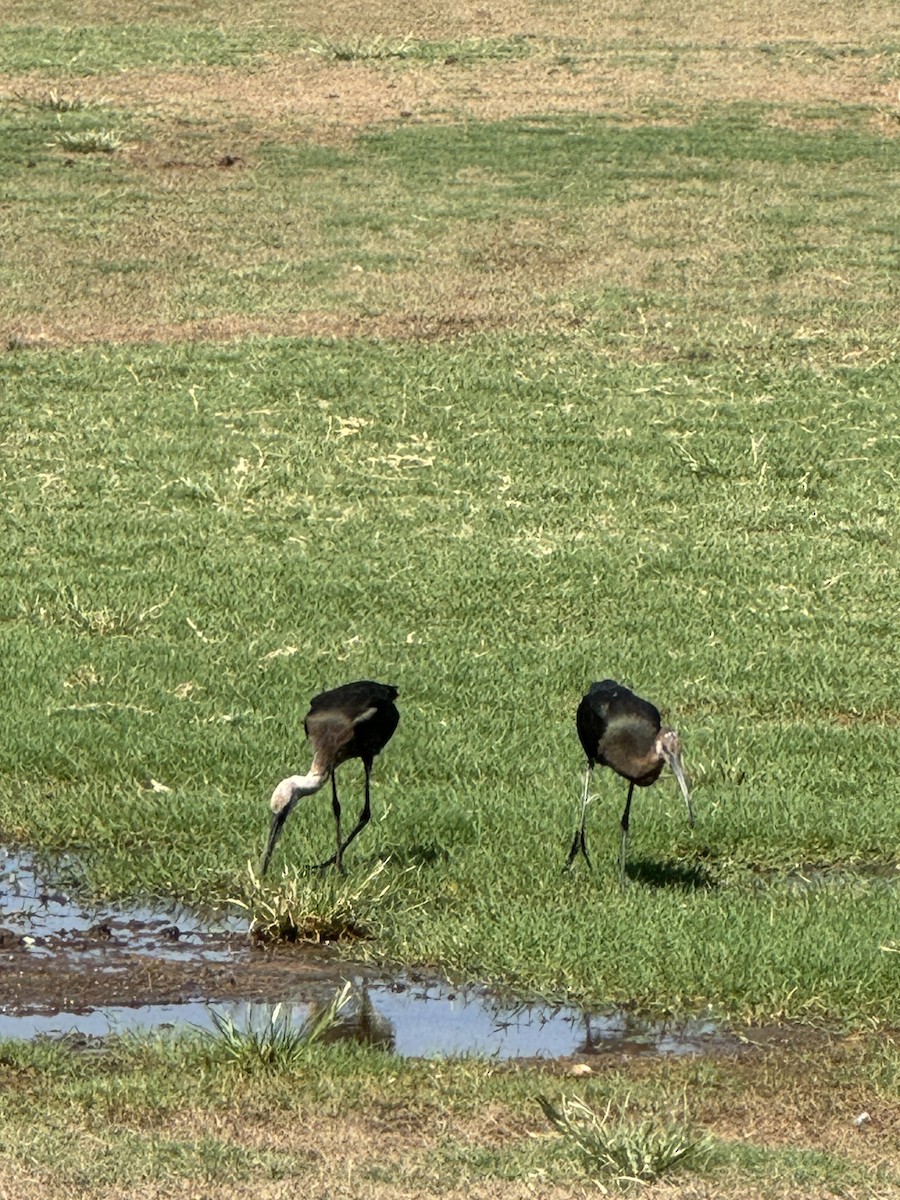 White-faced Ibis - ML622446166