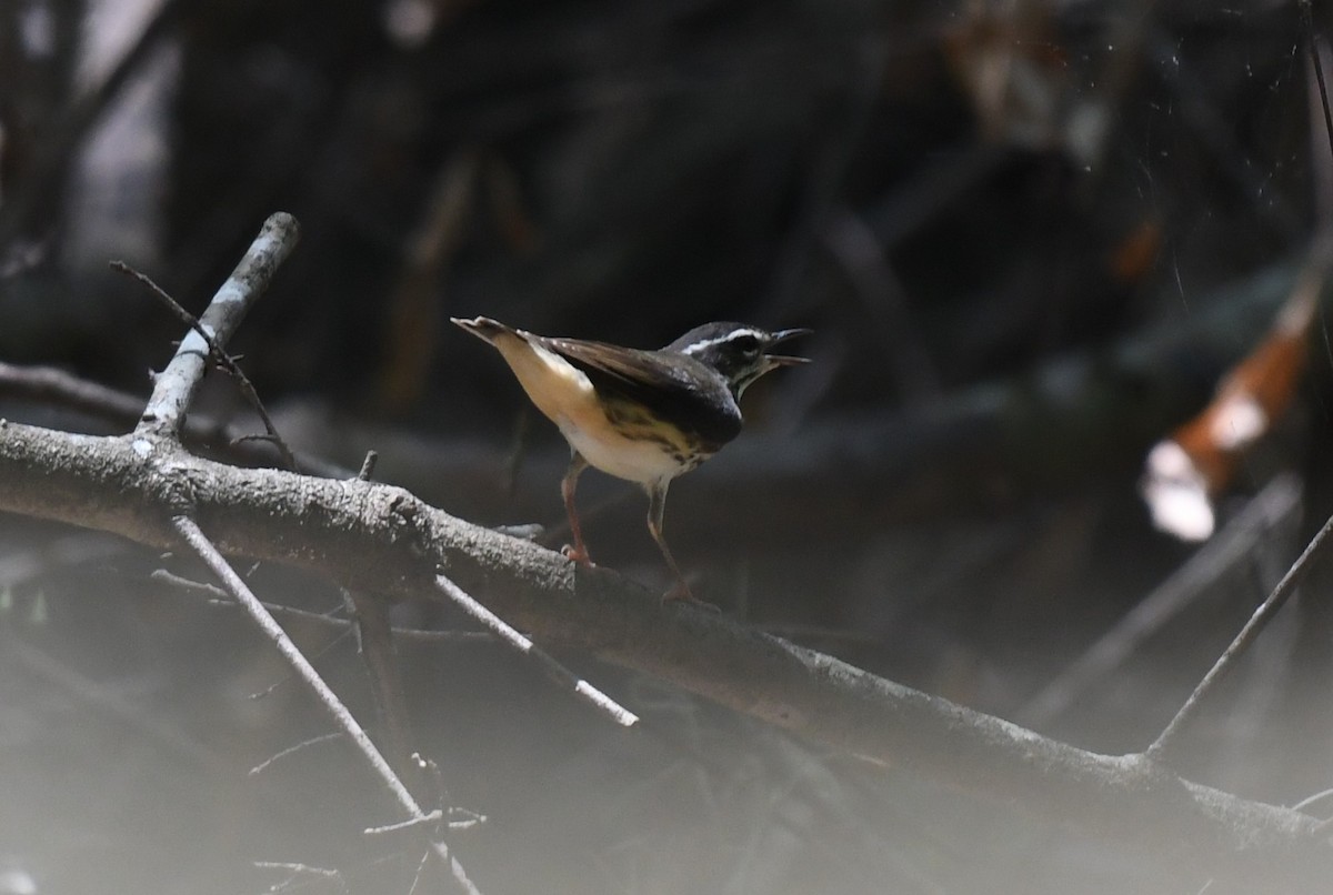 Louisiana Waterthrush - ML622446190