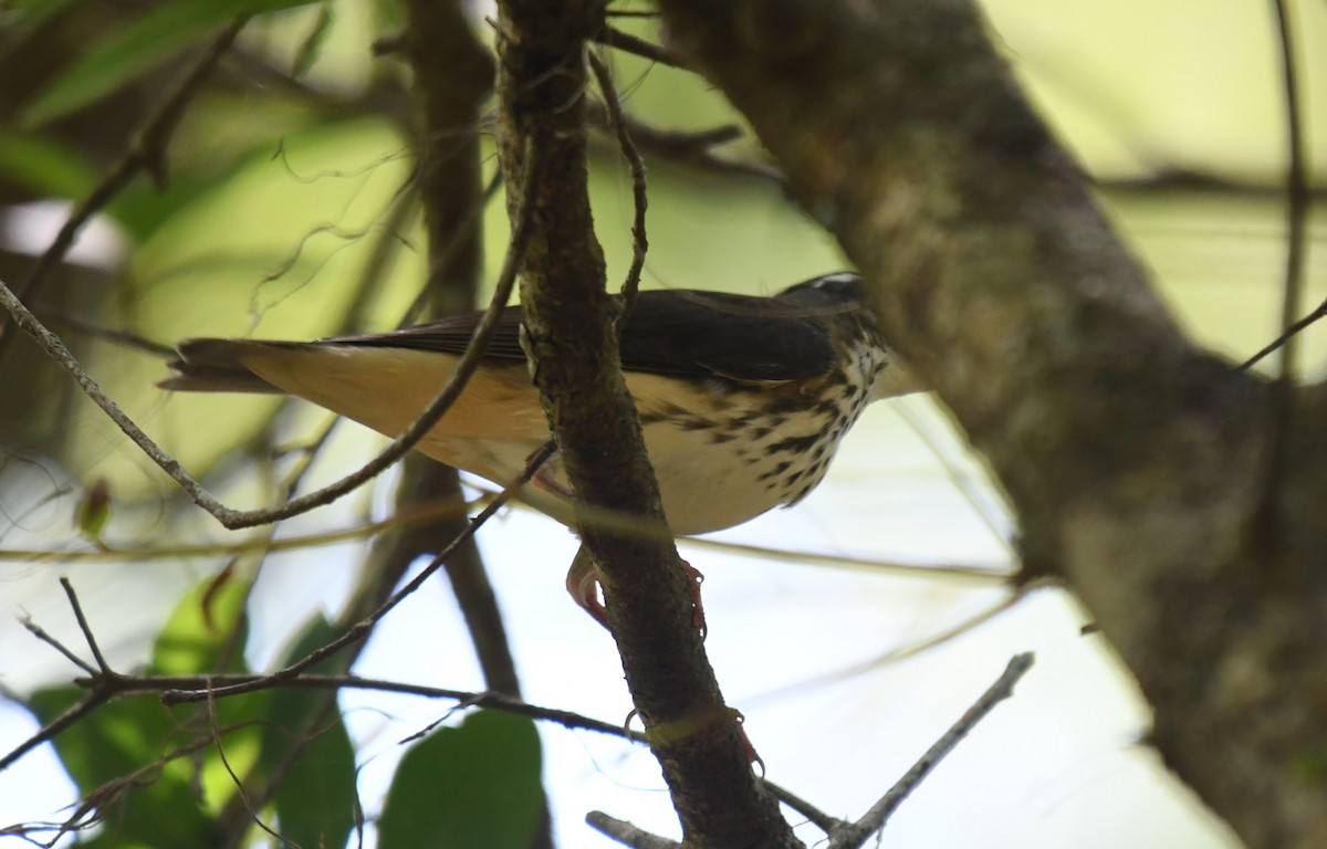 Louisiana Waterthrush - ML622446191