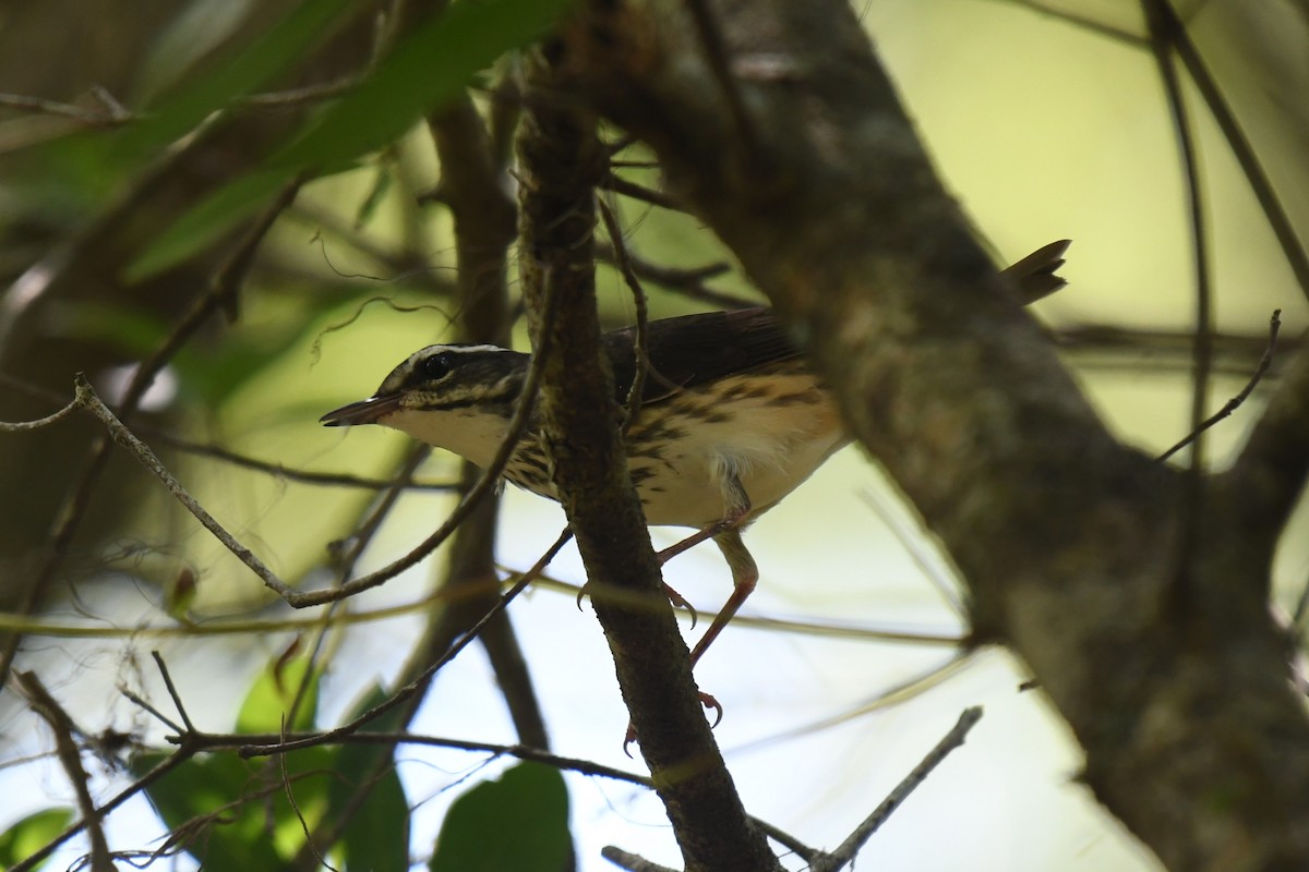 Louisiana Waterthrush - ML622446192