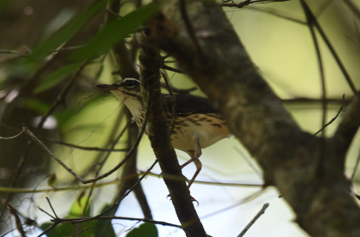 Louisiana Waterthrush - ML622446193