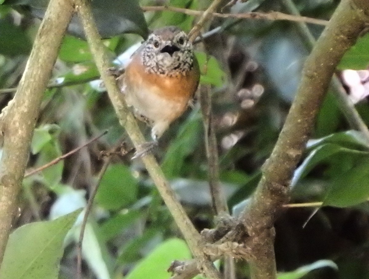 Rufous-breasted Wren - ML622446208