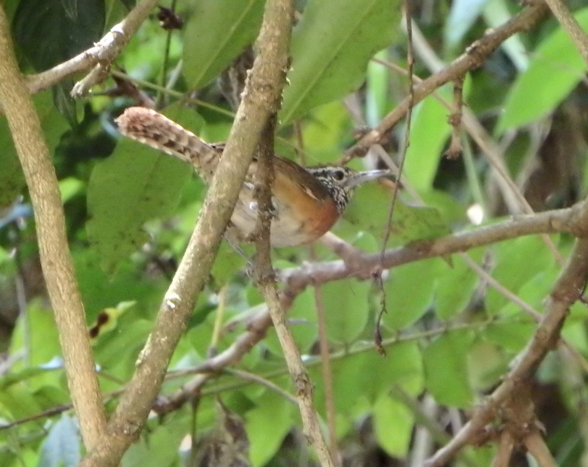 Rufous-breasted Wren - ML622446216