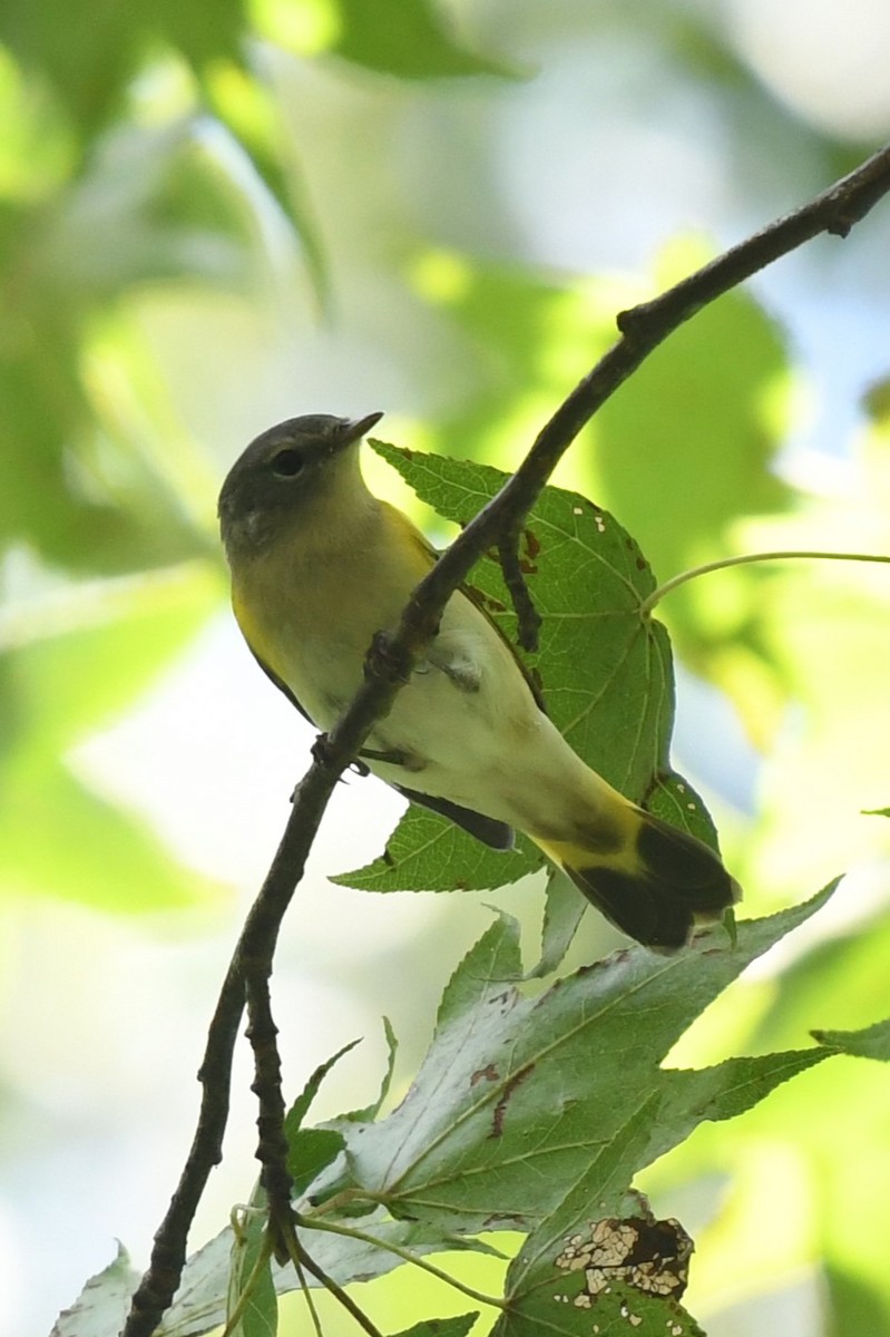 American Redstart - ML622446237