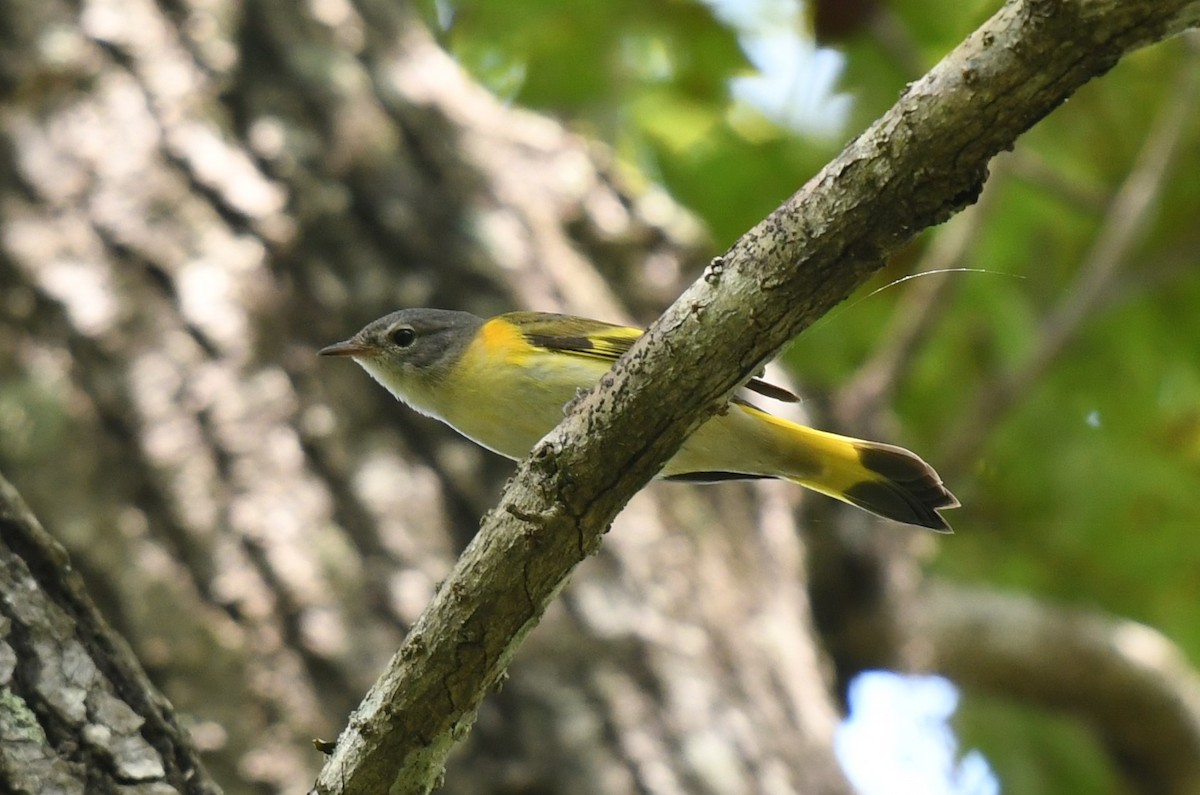 American Redstart - ML622446238