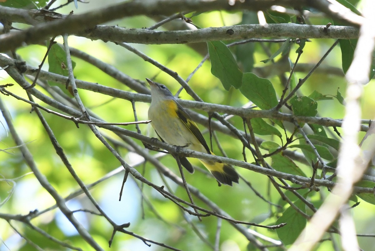 American Redstart - ML622446239