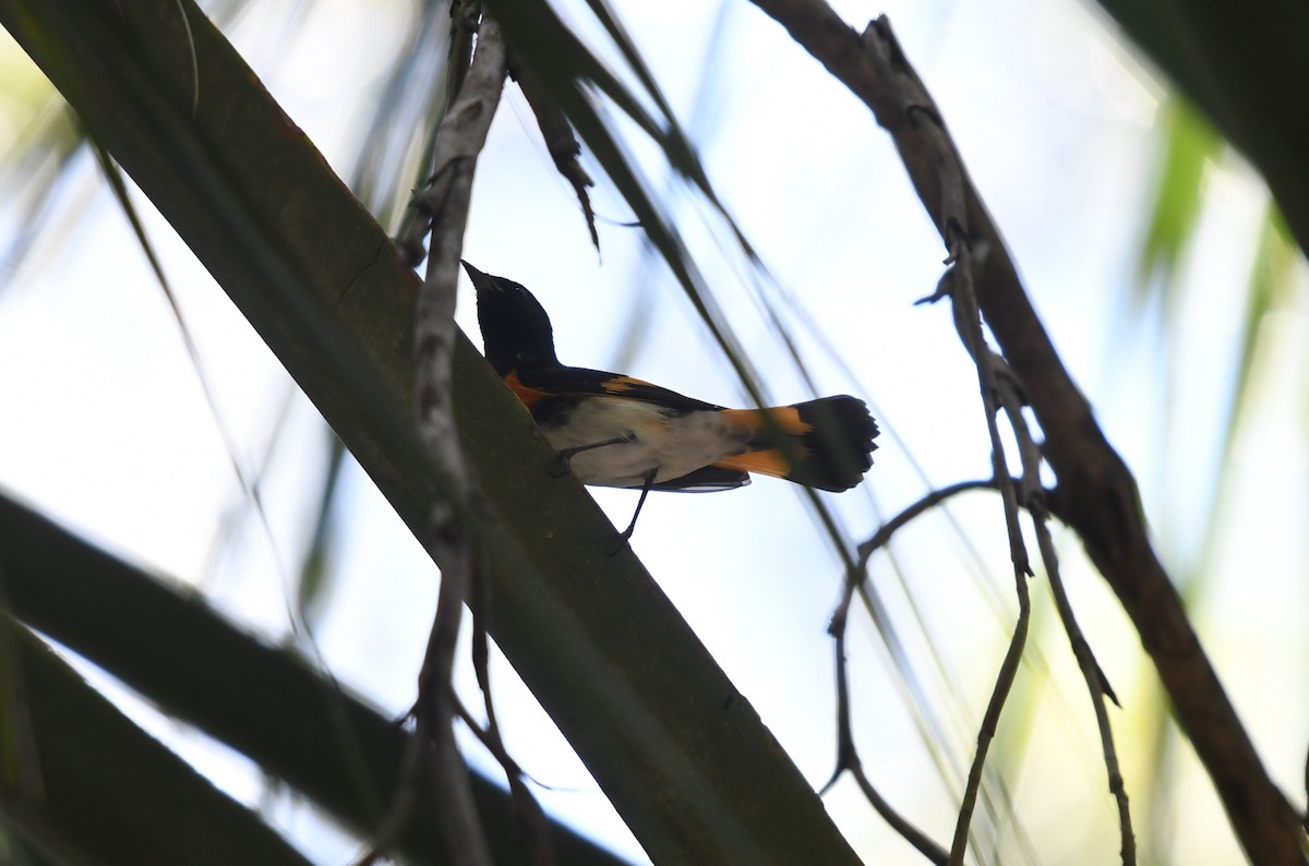 American Redstart - ML622446240