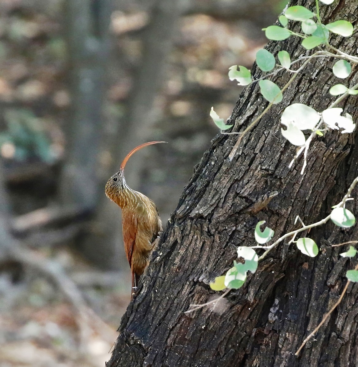 Red-billed Scythebill - ML622446269