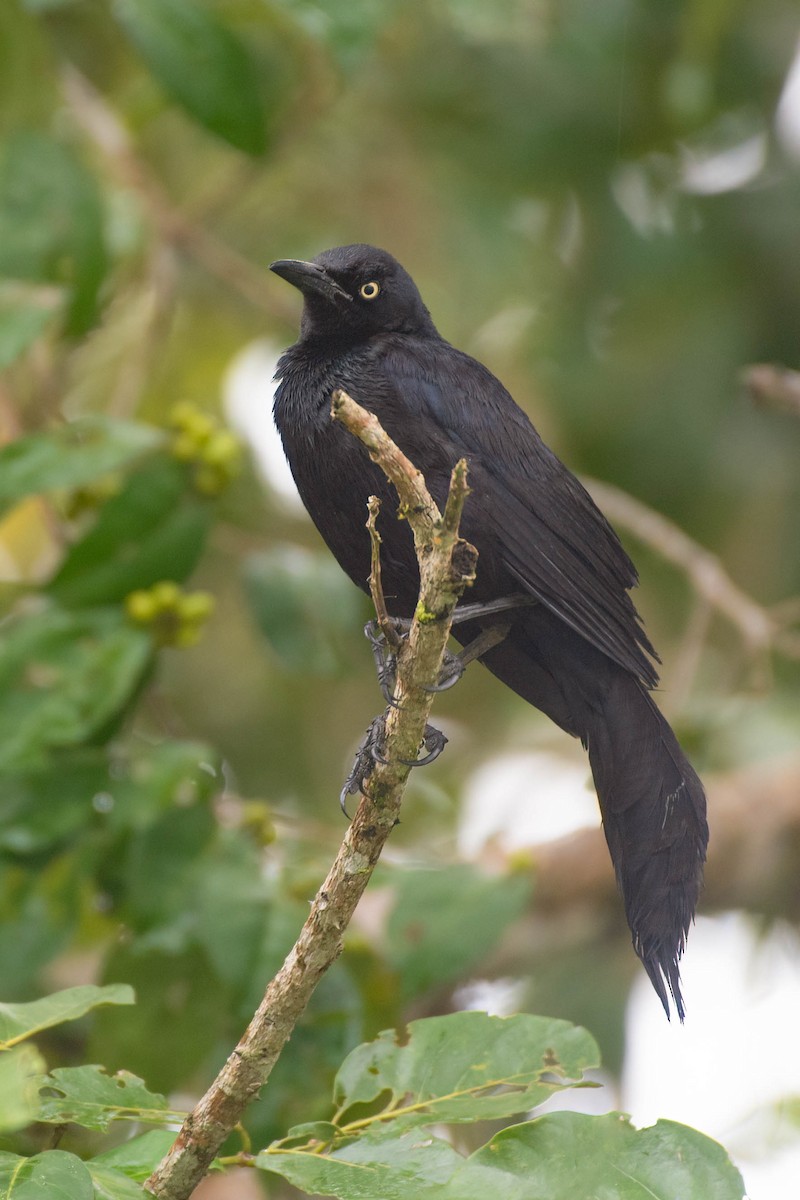 Nicaraguan Grackle - ML622446275