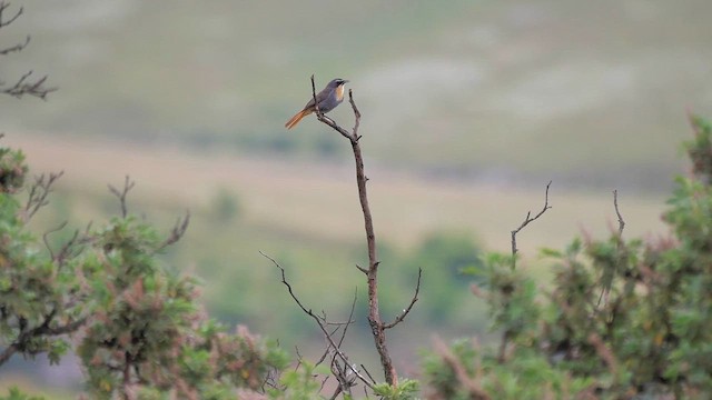 Cape Robin-Chat - ML622446278