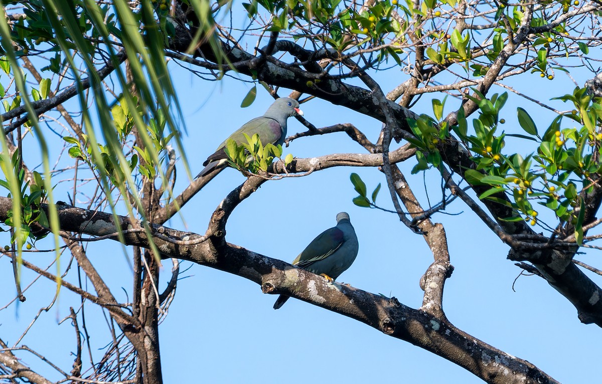 Pemba Green-Pigeon - ML622446287