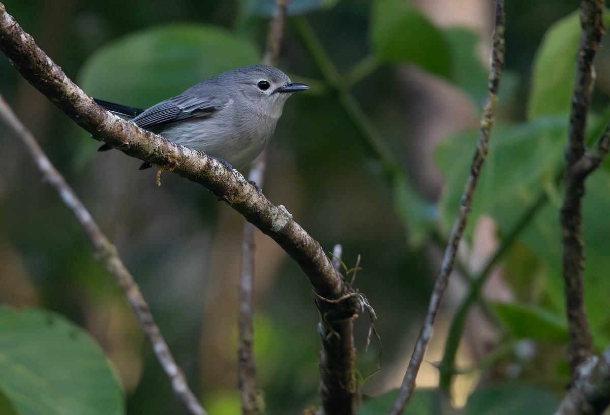 Slaty Monarch - ML622446289