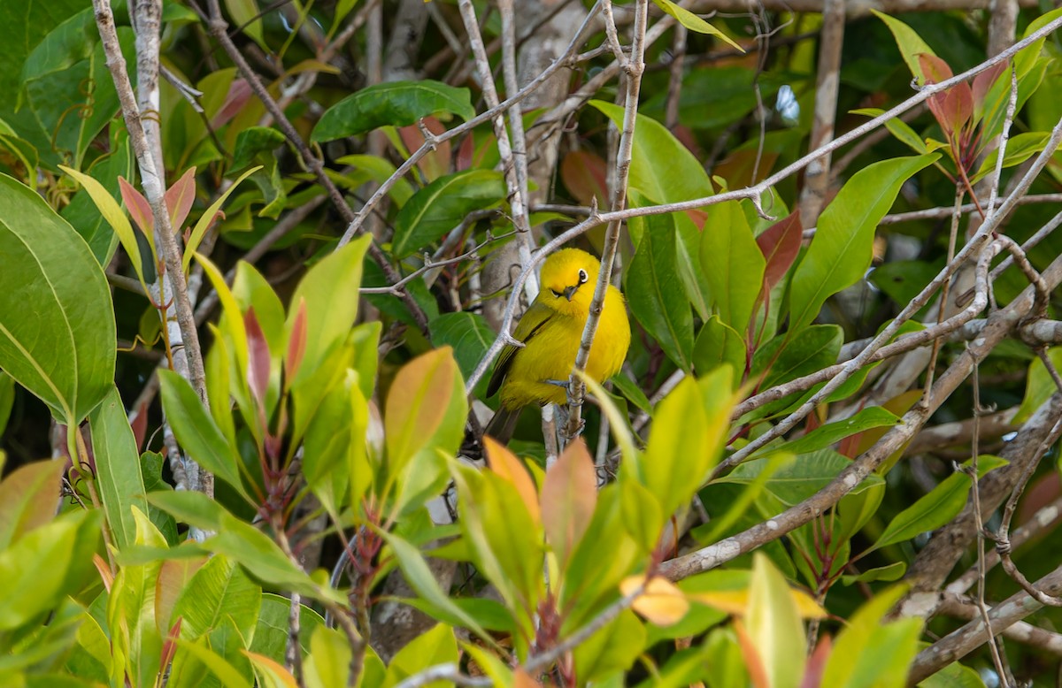 Pemba White-eye - ML622446292