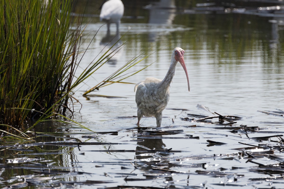 Ibis blanc - ML622446294