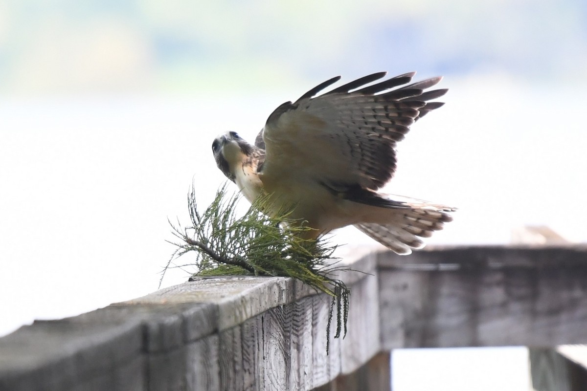 Short-tailed Hawk - ML622446298