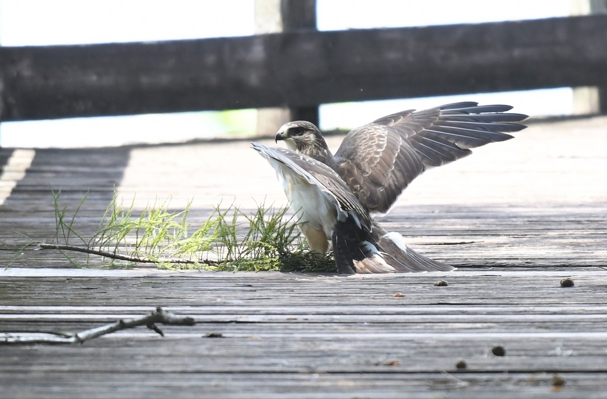 Short-tailed Hawk - ML622446329