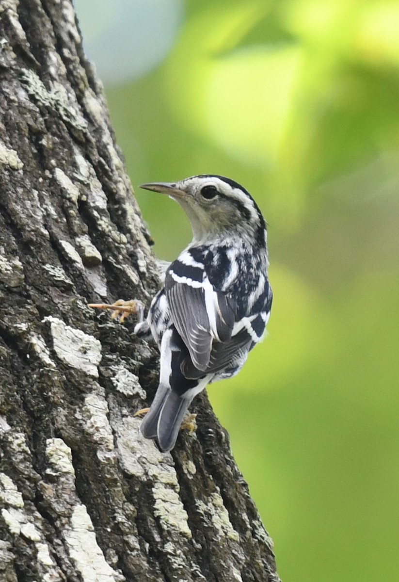 Black-and-white Warbler - ML622446352