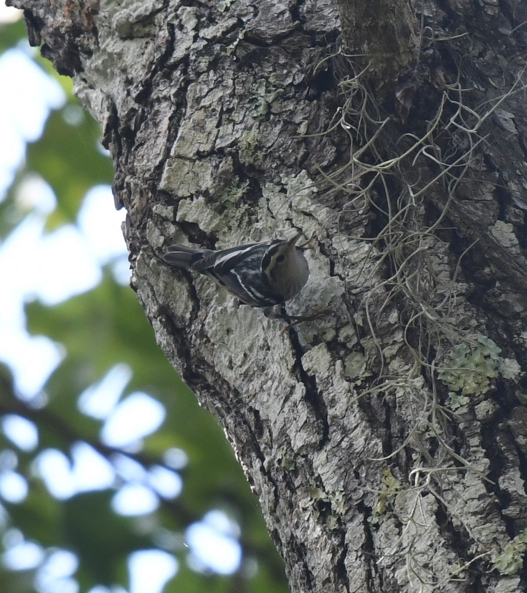 Black-and-white Warbler - ML622446353