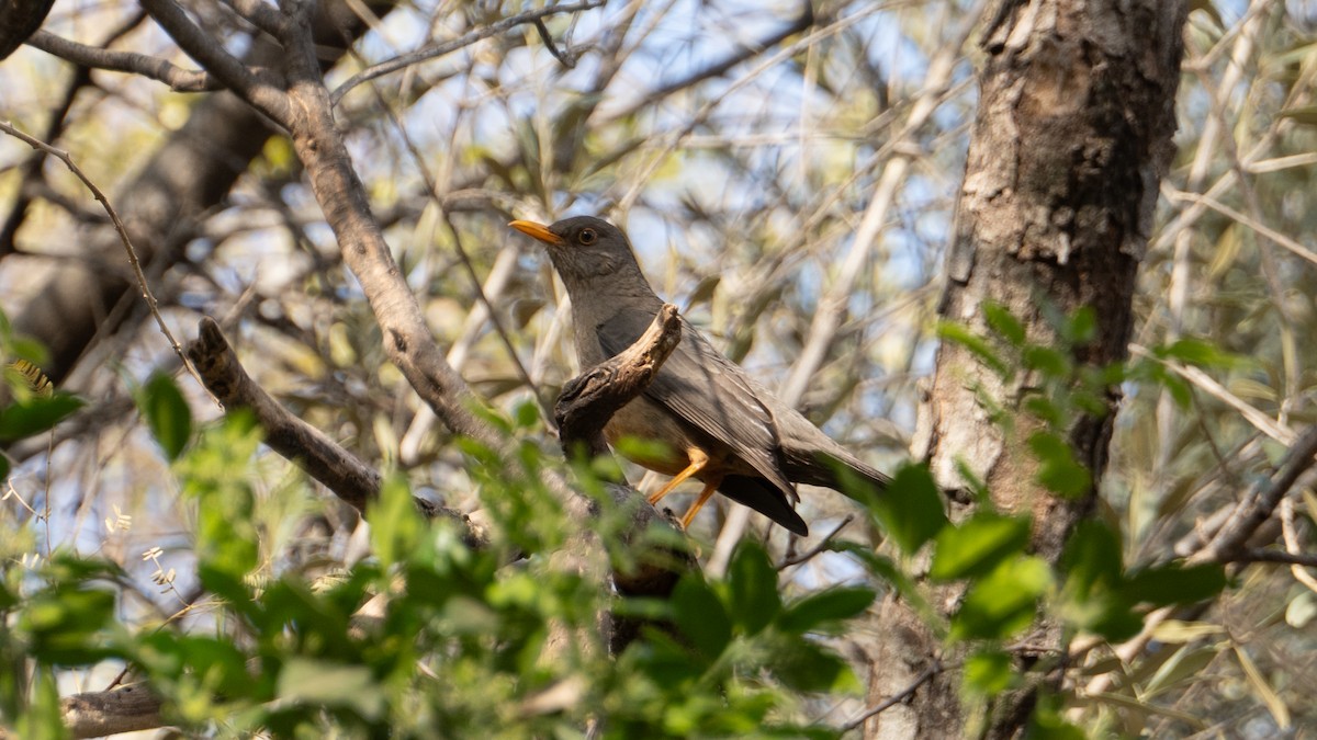 Karoo Thrush - ML622446365