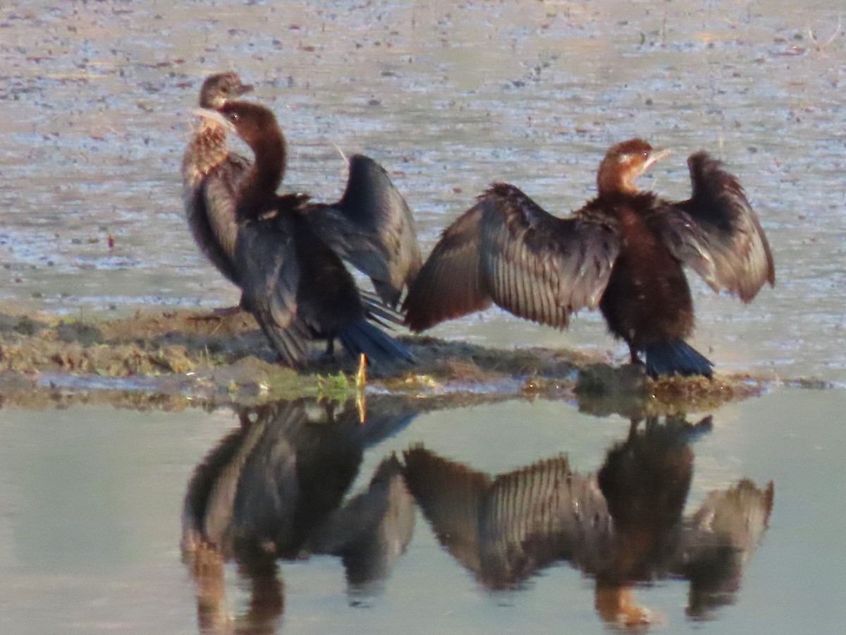 Pygmy Cormorant - ML622446503