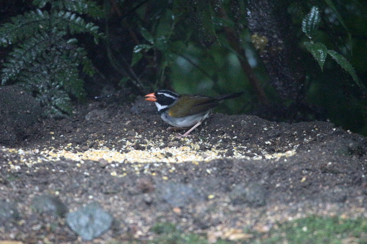 Orange-billed Sparrow - ML62244651