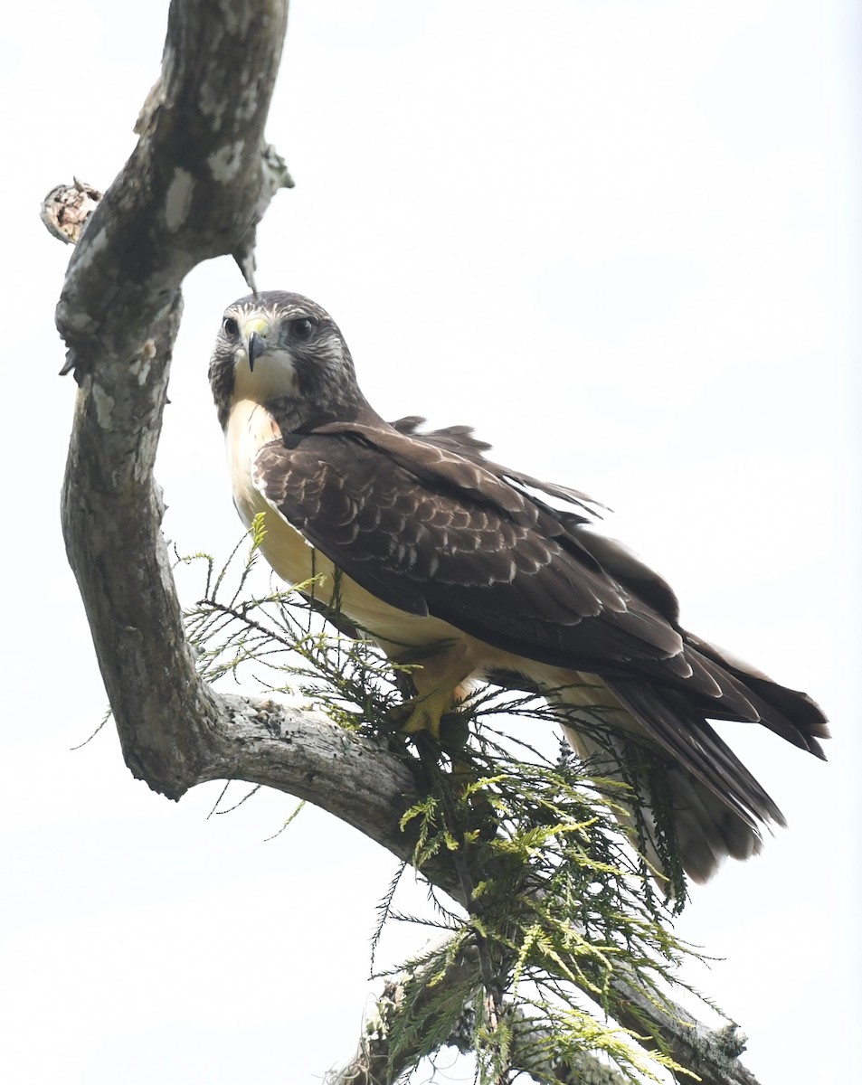 Short-tailed Hawk - ML622446521