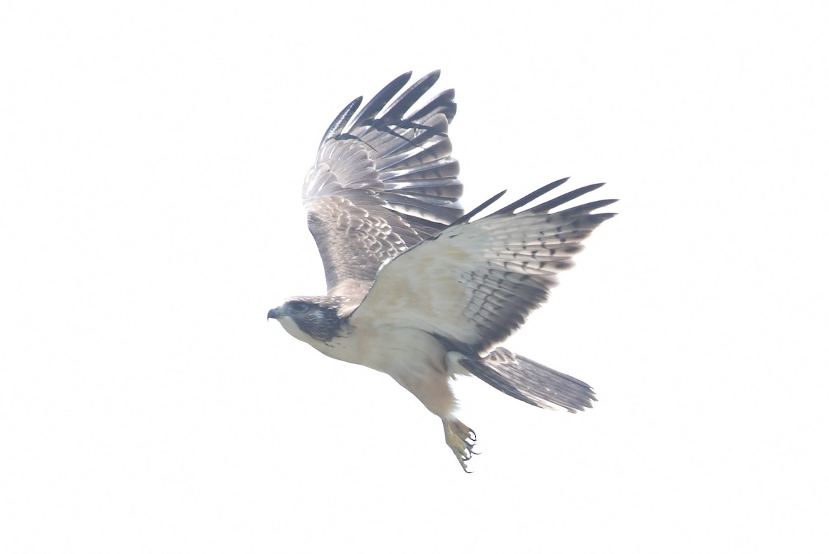 Short-tailed Hawk - ML622446534