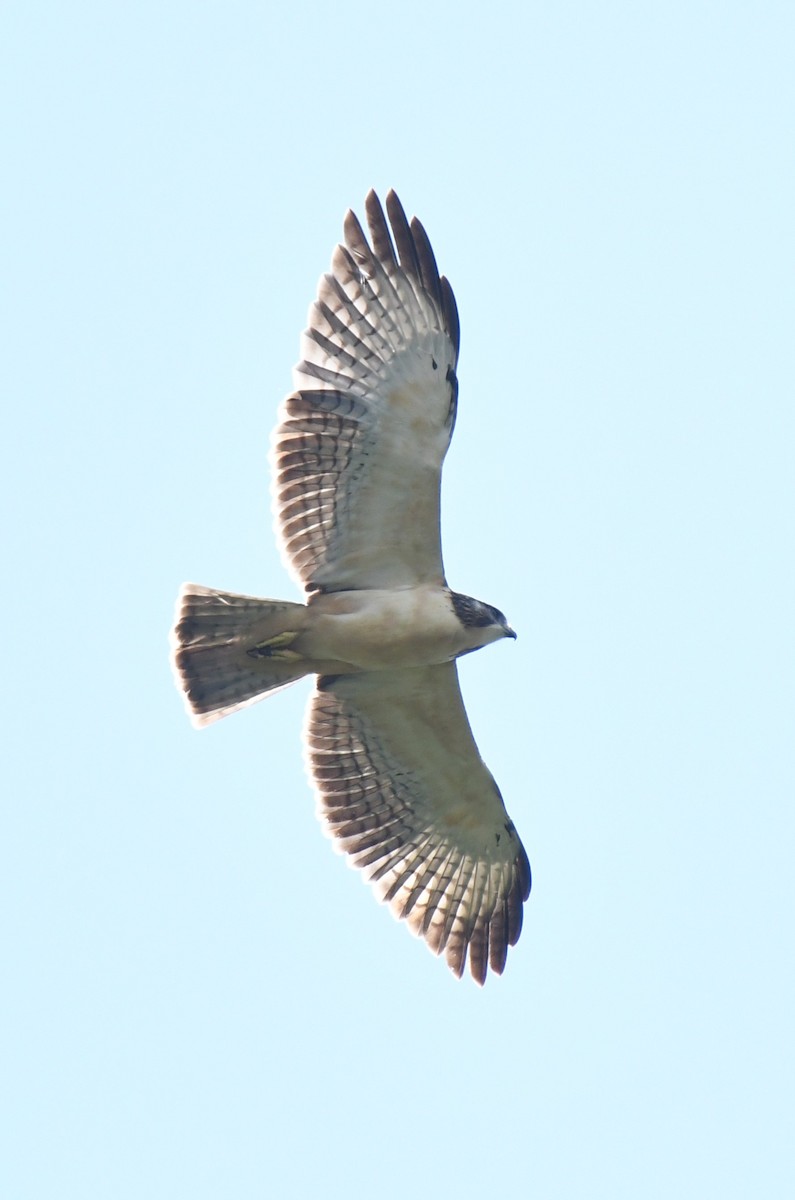 Short-tailed Hawk - ML622446536