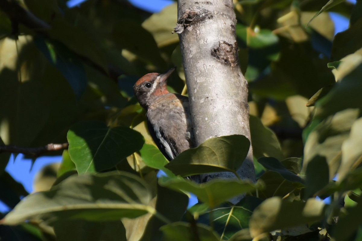 Red-breasted Sapsucker - ML622446566