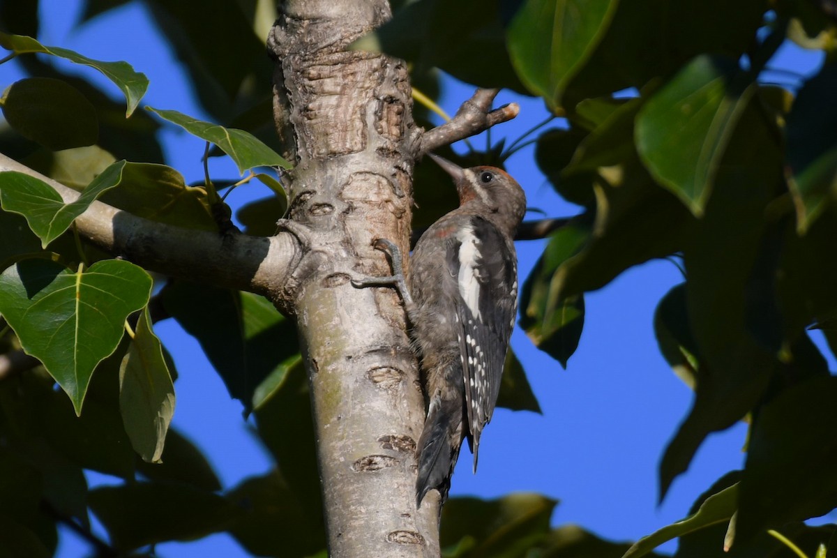 Red-breasted Sapsucker - ML622446567