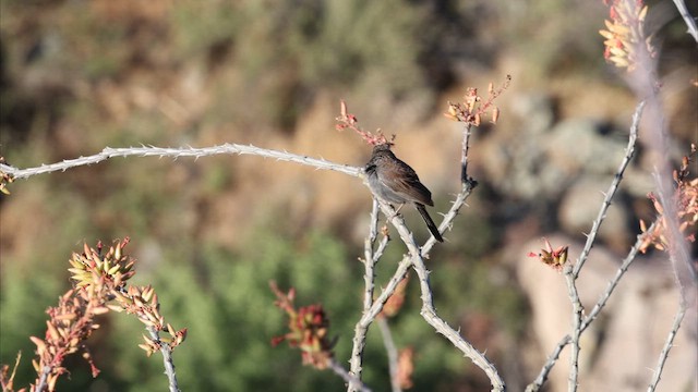 Five-striped Sparrow - ML622446585