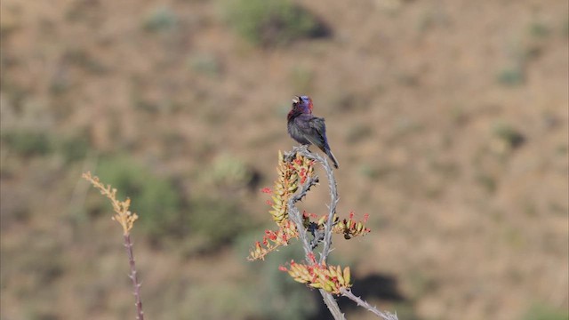 Varied Bunting - ML622446588