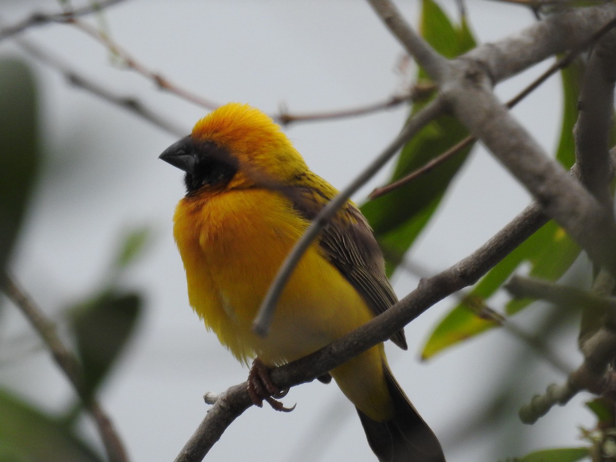 Asian Golden Weaver - Abram and Christina Egger