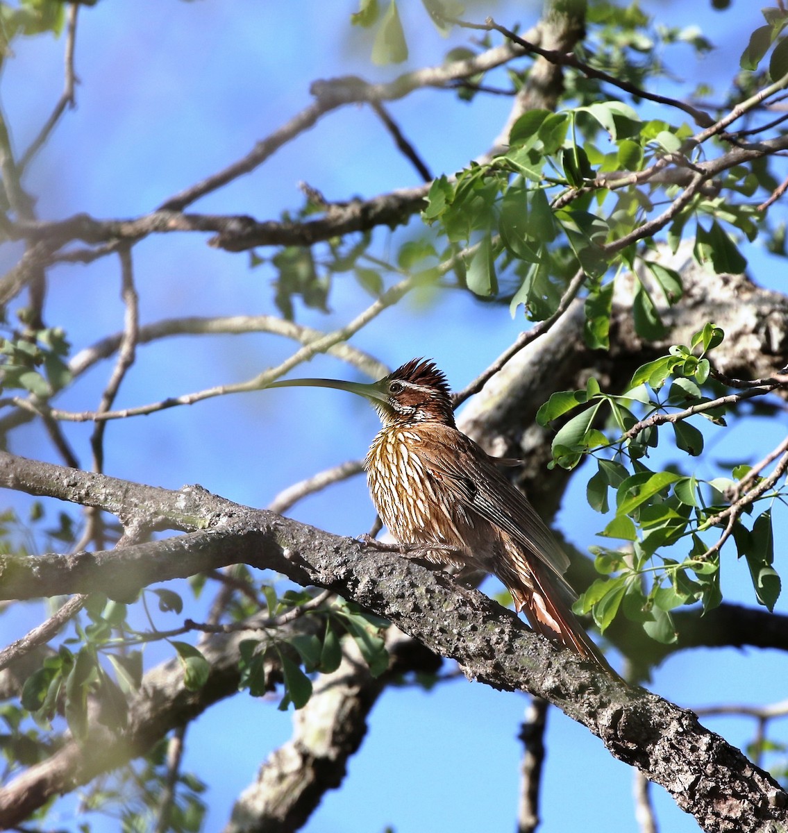 Scimitar-billed Woodcreeper - ML622446619