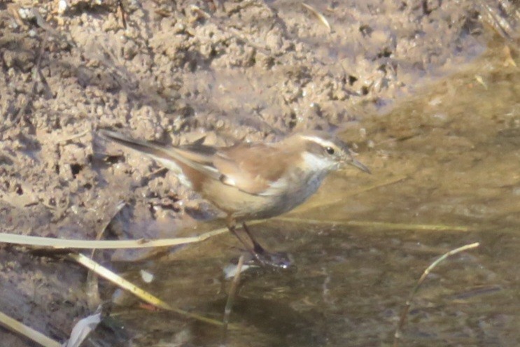 Cream-winged Cinclodes - Scott Hill