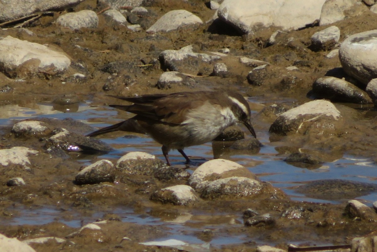 White-winged Cinclodes - ML622446685