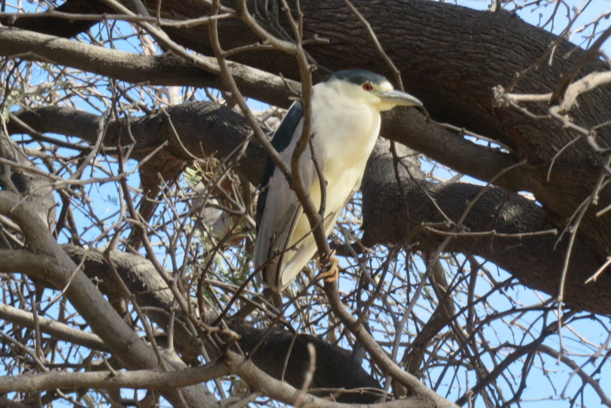 Black-crowned Night Heron - ML622446713